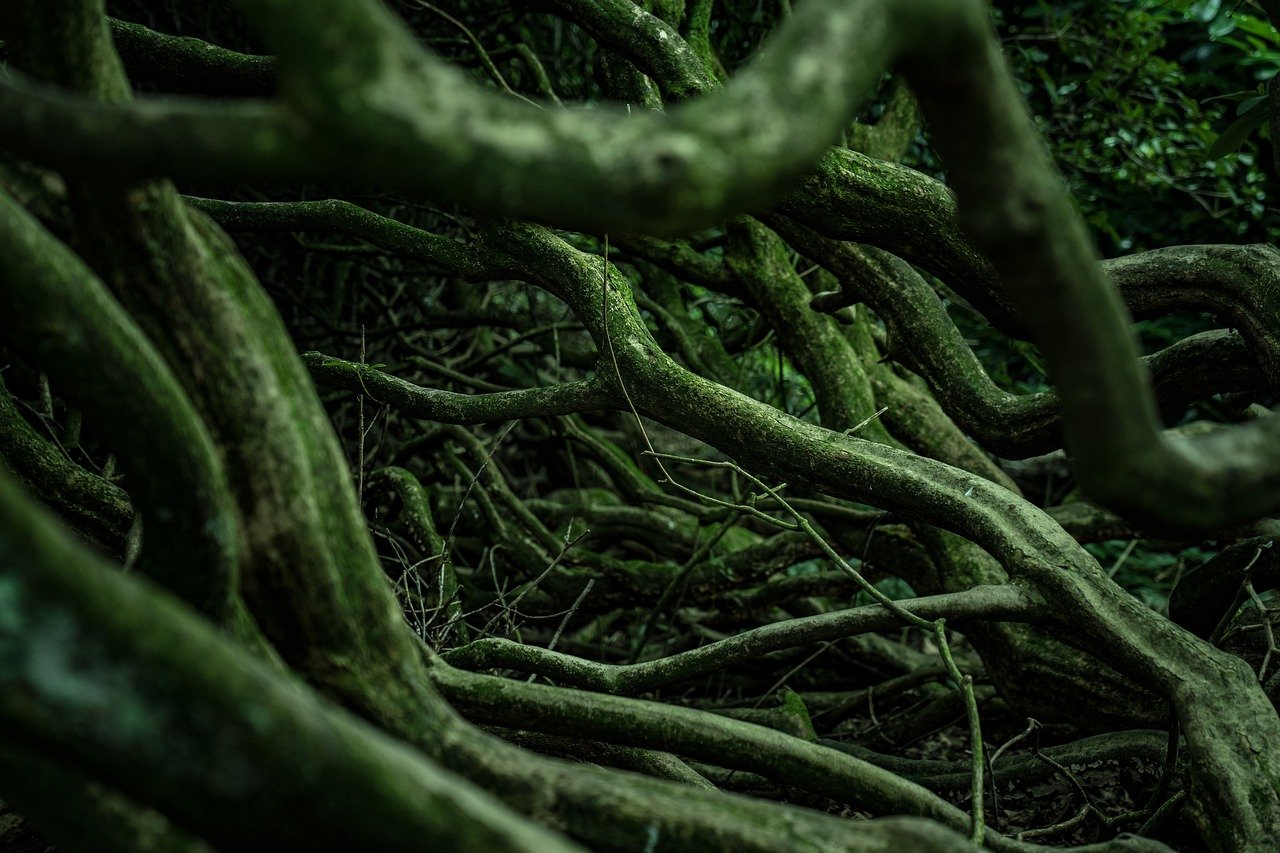 roots, woods, forest-4916519.jpg