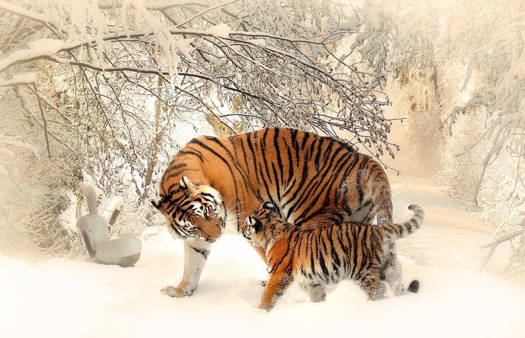 tigers, cub, snow-591359.jpg